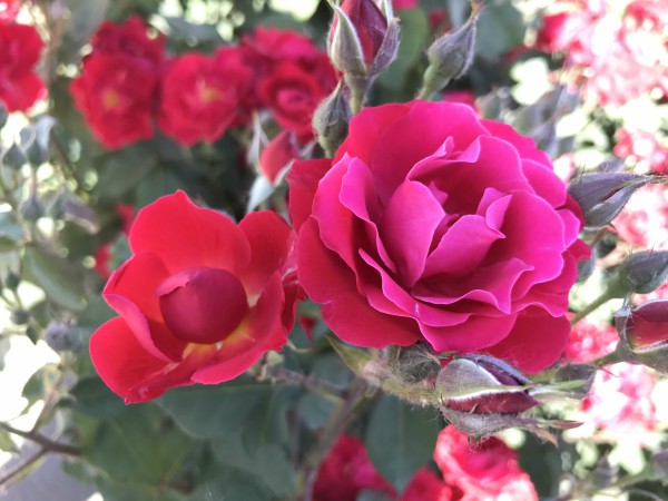 004綻放 工程技術(shù)研究總院 許琨 攝.jpg